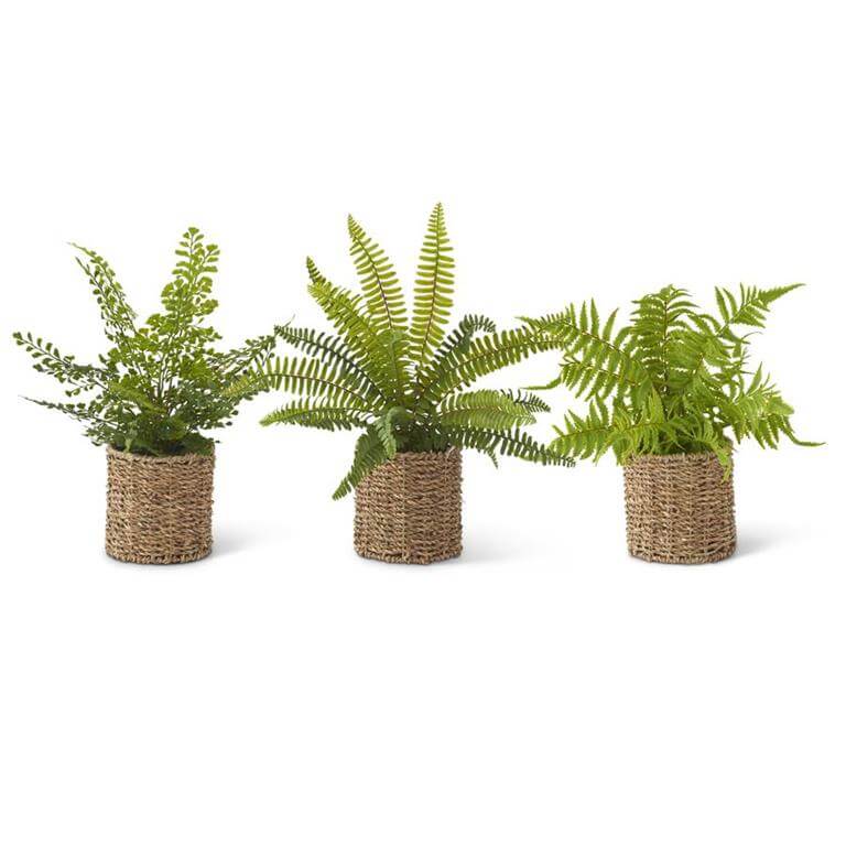 Green Fern in Round Woven Basket